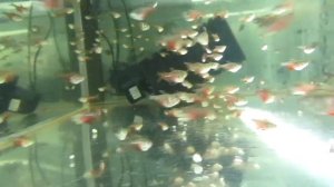 Тетра фон рио (Hyphessobrycon flammeus)