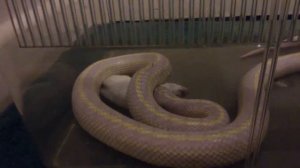 Lavender albino striped california kingsnake