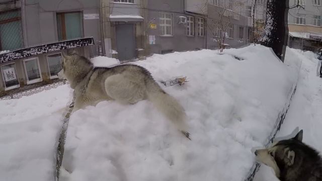 Хаски загорает на снежном пляже