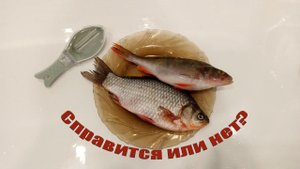 РЫБОЧИСТКА С ОТСЕКОМ ДЛЯ СБОРА ЧЕШУИ | ТЕСТ РЫБОЧИСТКИ,СПРАВИТСЯ,ИЛИ НЕТ ?