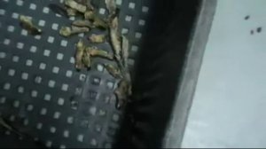 Слайсер для нарезки вяленой рыбы. Целой, филе или рыбных палочек