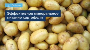 ВЕБИНАР "«ЭФФЕКТИВНОЕ МИНЕРАЛЬНОЕ ПИТАНИЕ КАРТОФЕЛЯ ОТ А ДО Я»"