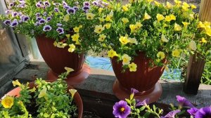 Калибрахоа. Я сдаюсь...