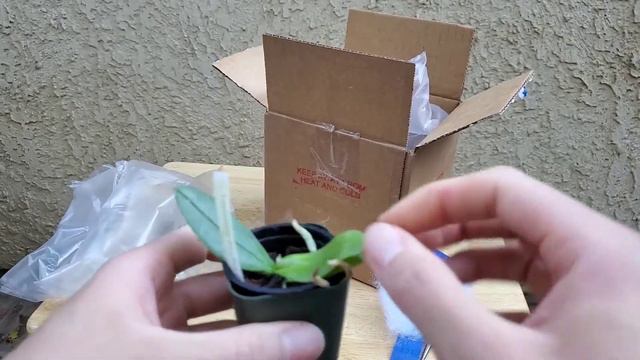 Orchid Unboxing: Phalaenopsis amabilis var Irian Jaya from LA Orchid John on eBay смотреть онлайн