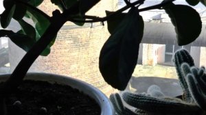 Как вырастить свой комнатный лимон на подоконнике?