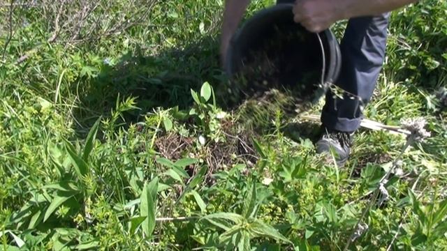 КАК ПОСАДИТЬ СУПЕР КРАСИВЫЙ РОДОДЕНДРОН ПОЛАРНАХТ смотреть онлайн