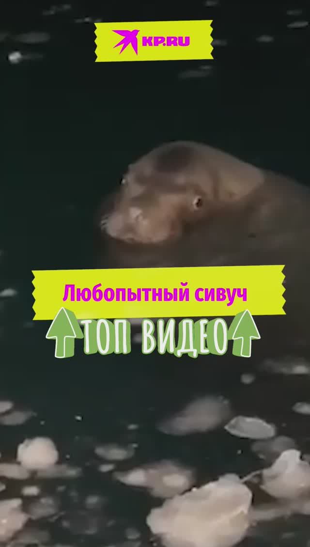 Любопытный сивуч