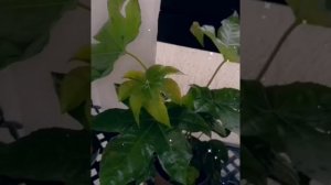 Фатсия японская уход и содержание в домашних условиях ✨✨✨