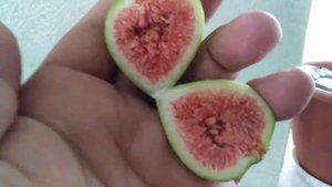 Инжир сорт Кадот. Экзотика. Выращивание в комнатных условиях