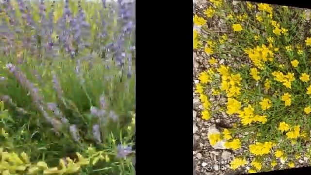 поле лаванды фотографии с прогулки смотреть онлайн