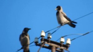 Четырёхцветная кошка и две каркающих вороны.