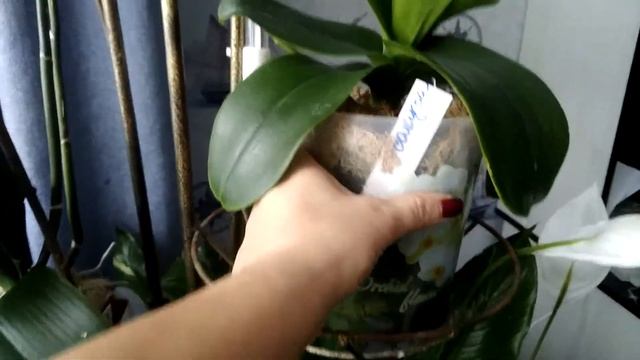 Домашнее цветение орхидеи Сакура смотреть онлайн