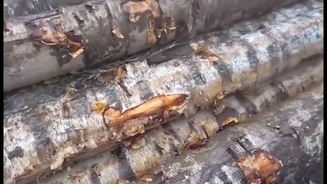 О досмотре подкарантинной продукции отгружаемой в Китай железнодорожным транспортом смотреть онлайн