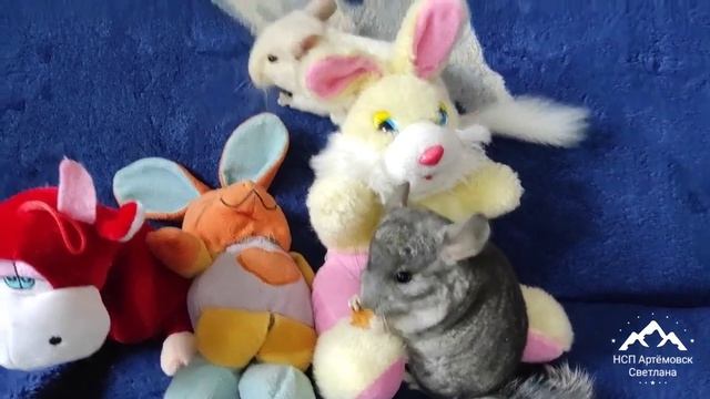 Шиншилла белая  ! Шиншилла кормление и уход, поведение шиншилл !