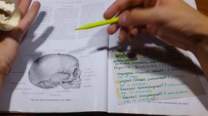 Соединения костей черепа: швы, роднички, синхондрозы. Краниология. Suturae, fonticuli, synchondrose