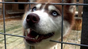 Эти забавные животные. Питомник Хаски