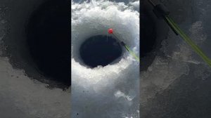 подлëдная рыбалка на ротана