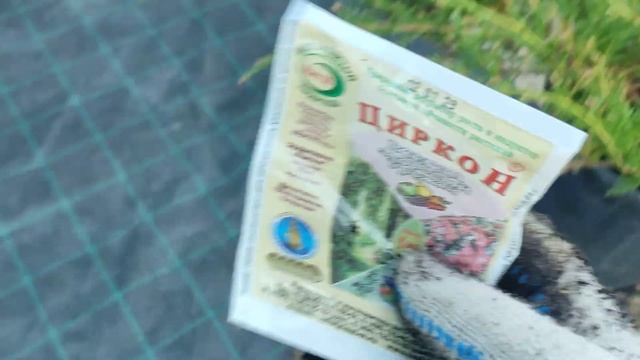 спасаем можжевельник Андорру компакт .