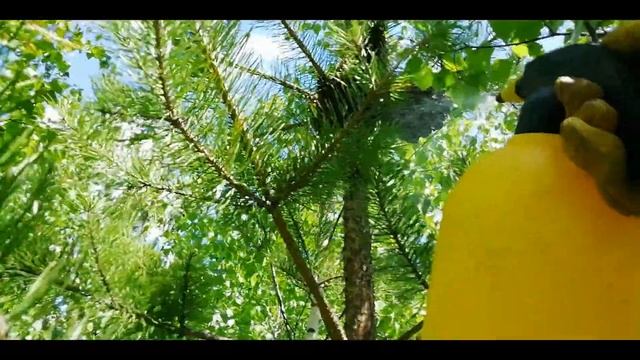 Снимаю рой пчел. - Как снять рой пчел.