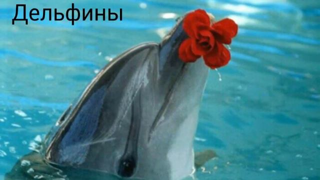 Топ 5 самых умных животных смотреть онлайн