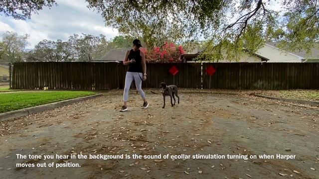 How To Teach Your Crazy Prey Drive GSP To Walk Nice On Leash