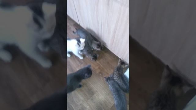КоТлин -Остров -Котов ❤️❤️❤️ находиться в городе Кронштадт ❤️ смотреть онлайн