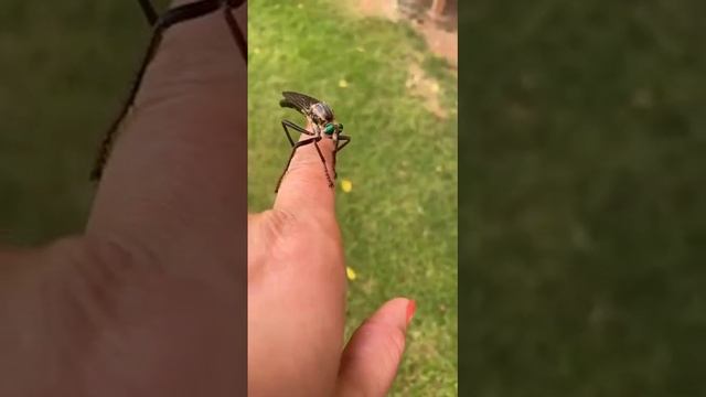 Знакомьтесь, это Ктырь - хищное насекомое, которое может