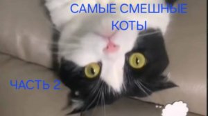 САМЫЕ СМЕШНЫЕ КОТЫ 2 | КОТЯРА