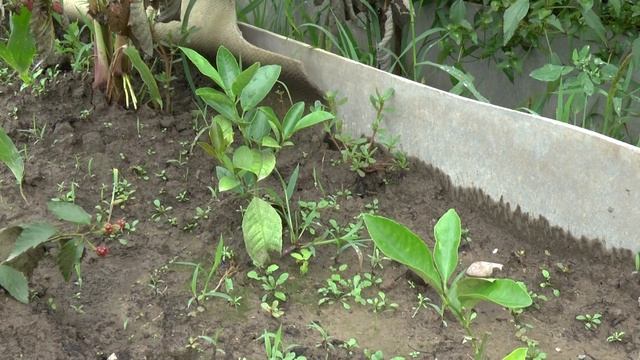 Как выращивать лимоны на даче смотреть онлайн