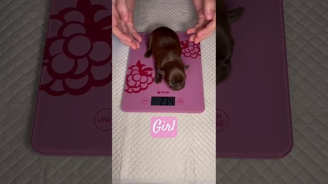 Возраст 7 дней, контрольное взвешивание ? Age 7 days, control weighing