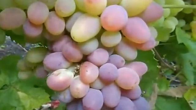 Сорт винограда Арочный. смотреть онлайн