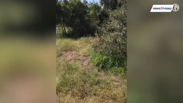 Lion mauls British wildlife park owner in South Africa смотреть онлайн