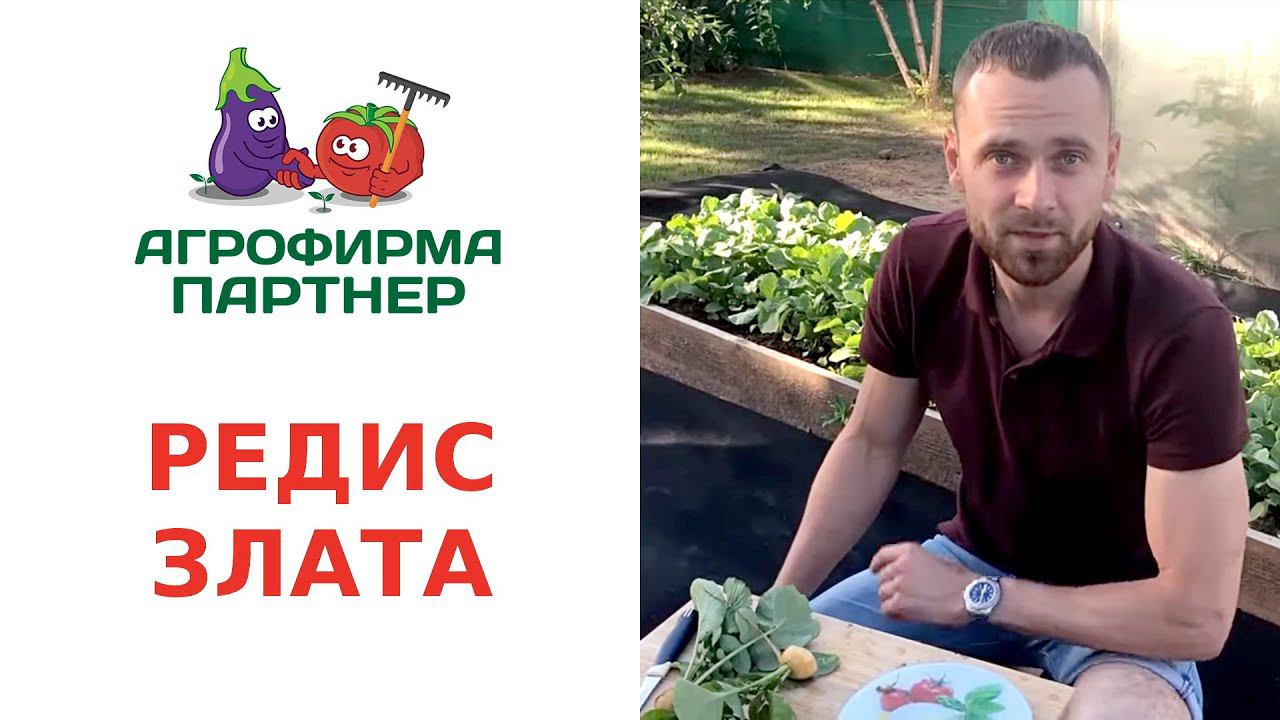 РЕДИС ЗЛАТА