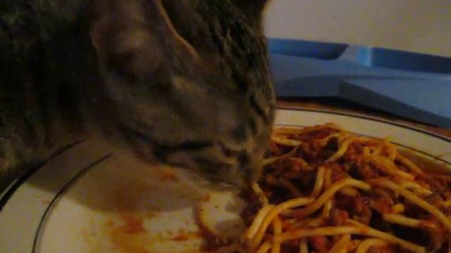 ... So Here's a Cat Eating Spaghetti ... смотреть онлайн