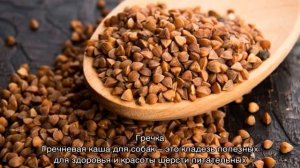 Какие крупы можно давать собакам: можно ли давать кашу