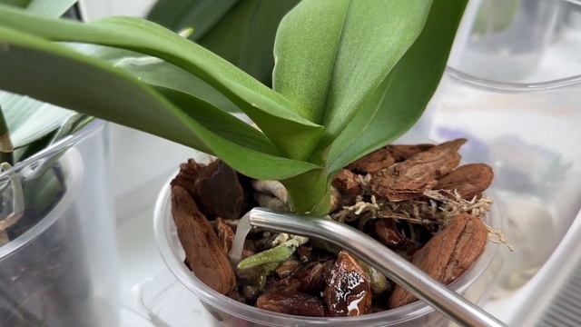 Желтеет и гниет орхидея Спасти орхидею смотреть онлайн