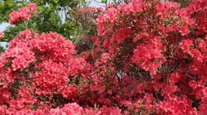 😲🫢 The Biggest Red Azalea Ever Seen🥳🤩_Part 1