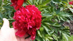 ПИОН РЕД ШАРМ 2020 год Peony Red Charm 2020
