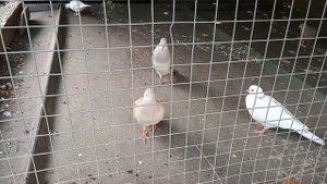 Египетские хохочущие горлицы