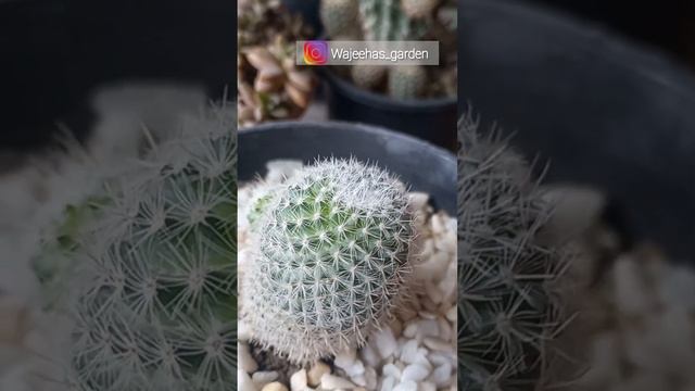 Mammillaria Hahaniana |  How To Grow Cactus  - Old Lady Cactus #cactus #mammillaria #ytshorts