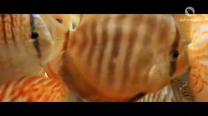 Ч.1. Европа. Крупнейшие поставщики аквариумных рыб.