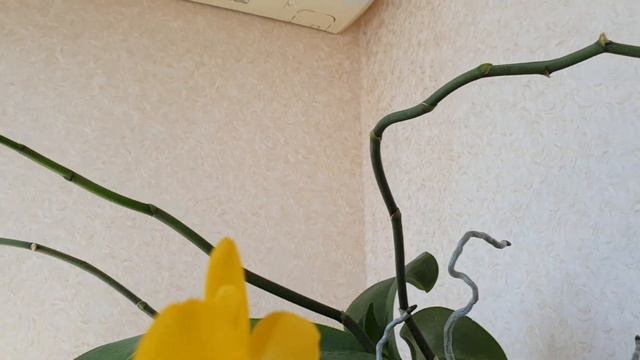 Расцвела орхидея Сезам ? Я в восторге! смотреть онлайн