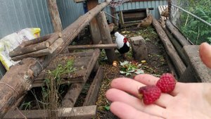 Бесплатный корм для домашней птицы. Ягоды на корм фазанам. Вольер с фазанами в Челябинске.
