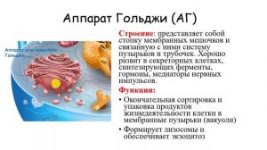 СТРОЕНИЕ КЛЕТКИ. цитоплазма. одномембранные органоиды