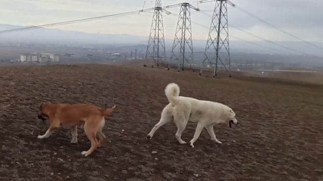 Грузинская Горная Собака НАГАЗИ / GEORGIAN MOUNTAIN DOG KARTULI-NAGAZI смотреть онлайн