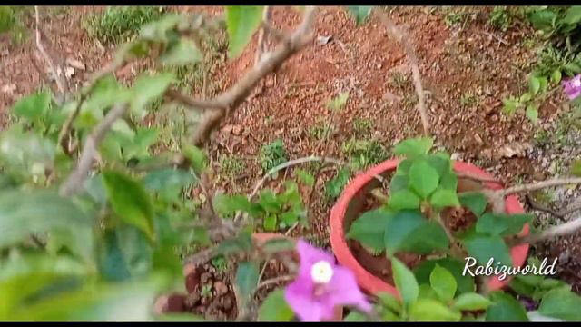 Plants flowering tips |Bougainvillea |rose |Kalanchoe |Gardening malayalam |Rabizworld смотреть онлайн