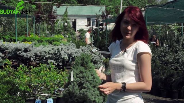 Випуск 44. Ялина канадська Sander's Blue смотреть онлайн