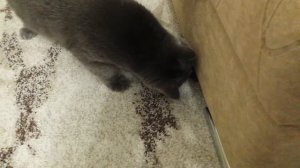 июньский майский жук