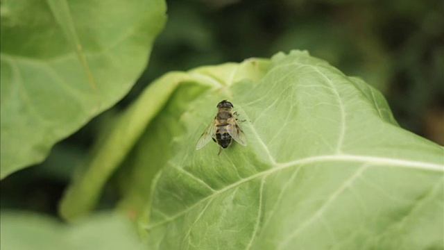 Гелиос 44 13 лепестков смотреть онлайн