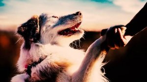Собака лучший друг человека (причины) [Почему собака лучший друг человека]